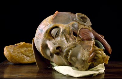Anatomisches Modell eines alten Mannes Kopf von Gaetano Giulio Zumbo